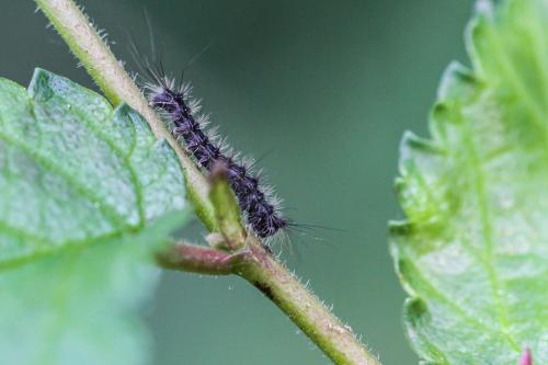 Lymantria dispar